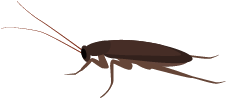 ゴキブリのイラスト